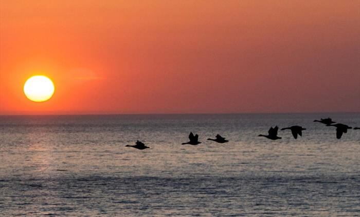 Geese flying over Gwbert at The Cliff Hotel & Spa